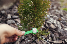 Protege a tus plantas con este producto de casa. Foto: Shutterstock