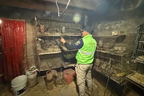 Los animales estaban encerrados en una casa ubicada en la calle 142 entre 54 y 55, en la ciudad de La Plata. Los animales estaban encerrados en una casa ubicada en la calle 142 entre 54 y 55, en la ciudad de La Plata.