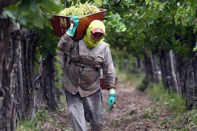 MDZol | cosechadores vendimia uva cosecha obreros (47).JPG