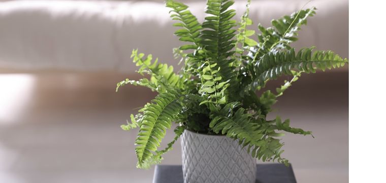 Haz que tu helecho luzca saludable y único Foto: Shutterstock