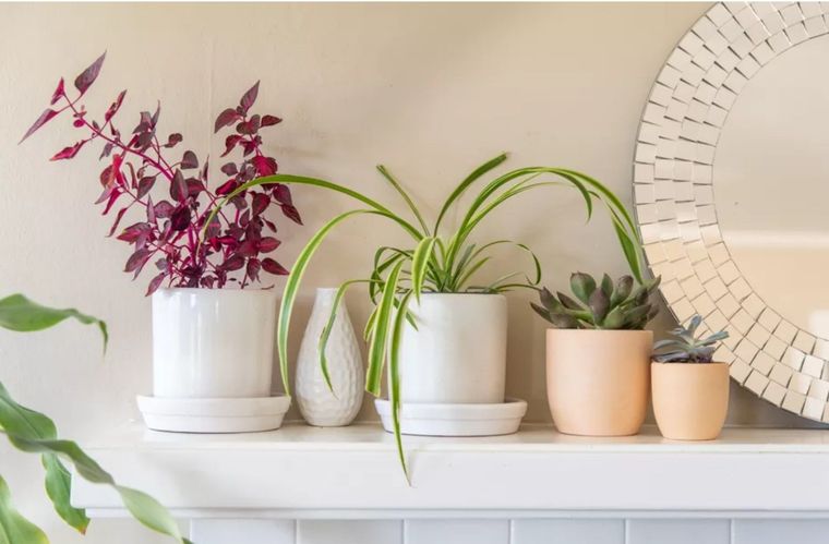 Las plantas que atraerán la buena suerte a tu hogar Foto: Marie Claire