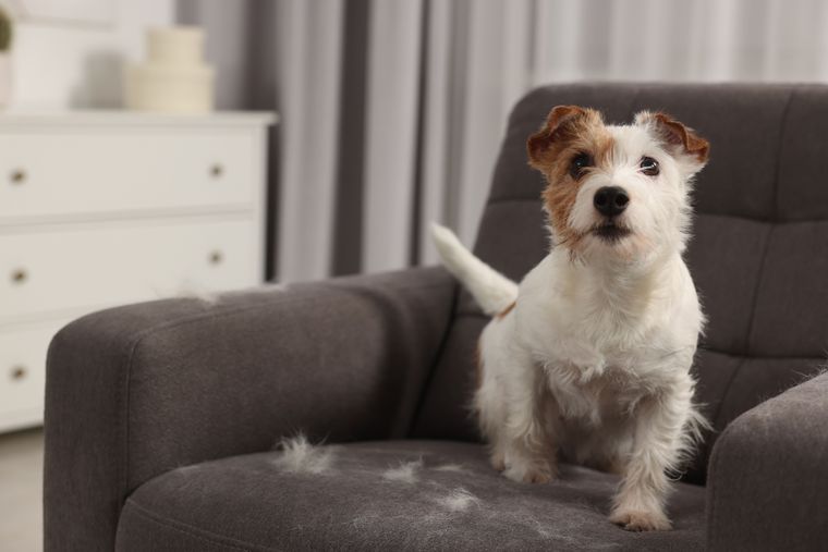 Una bienvenida exagerada puede ser una señal de ansiedad por separación en algunos perros.