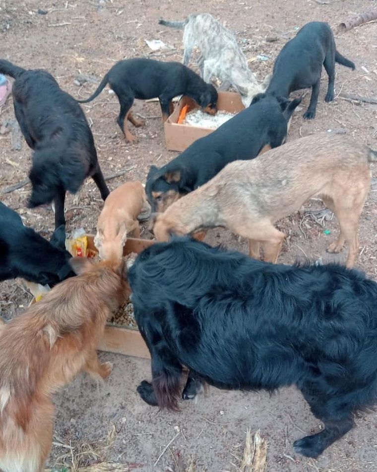 Perros callejeros comen el alimento que la oenegé entrega Foto: suspatasennuestrasmanos
