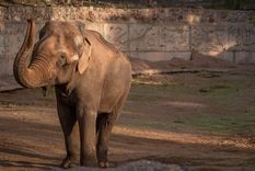 Se publicaron los datos de la autopsia al cuerpo de Tamy.