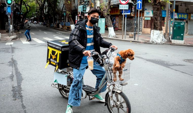 China mascotas perro Hay casi 120 millones de mascotas en las ciudades de China. Foto: Efe.