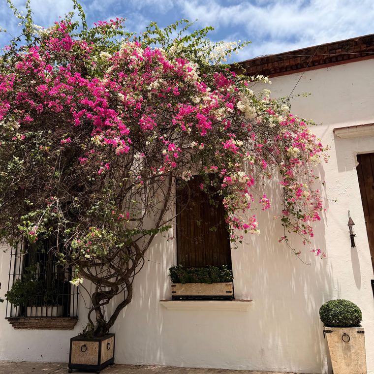 Flor de buganvilla, una de las plantas comunes en el Caribe. Flor de buganvilla, una de las plantas comunes en el Caribe.