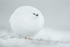 Bola de nieve, por Jacques Poulard. Foto: JACQUES POULARD
