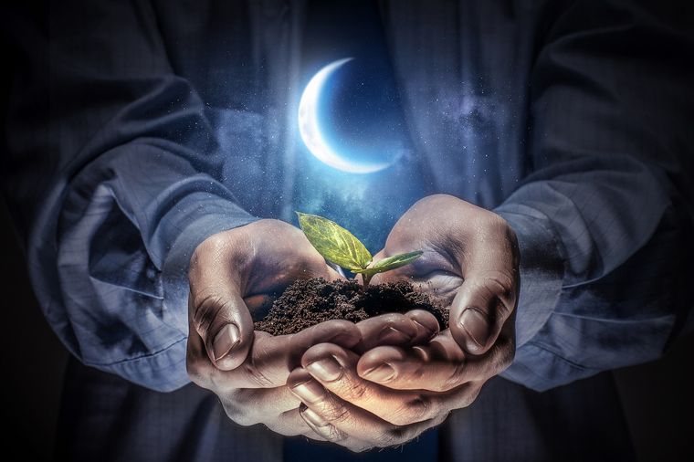 Teniendo en cuenta las diferentes fases lunares, el crecimiento de las plantas puede ser mejor Foto: Shutterstock