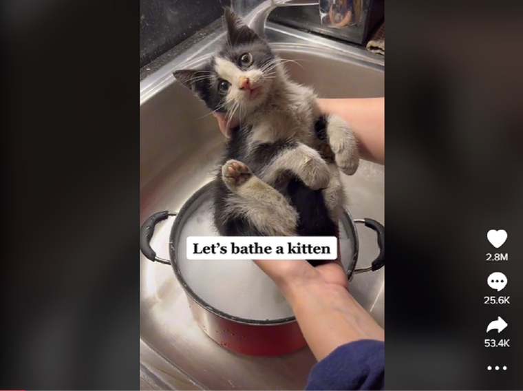 Foto: TIK TOK HEIDIWRANGLESCATS