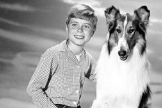 ¿cuantos anos vivio la perra lassie?