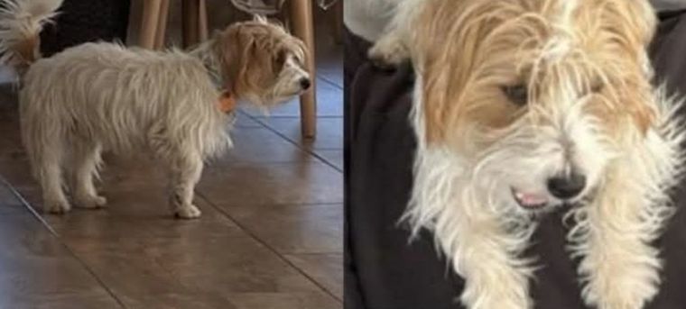 Harry, el perro que fue asesinado en un barrio privado de Córdoba.&nbsp;