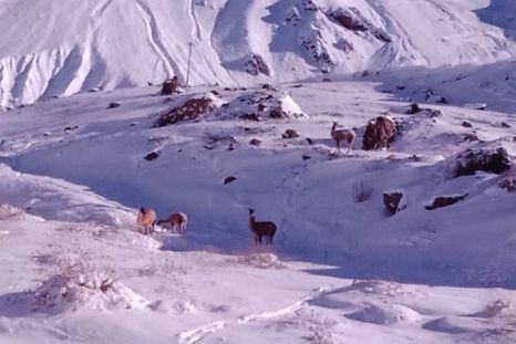 Entre las curvas nevadas y cerros cubiertos de blanco, los guanacos sorprendieron a quienes transitaban por la Ruta 7 durante la mañana de este jueves. Entre las curvas nevadas y cerros cubiertos de blanco, los guanacos sorprendieron a quienes transitaban por la Ruta 7 durante la mañana de este jueves.