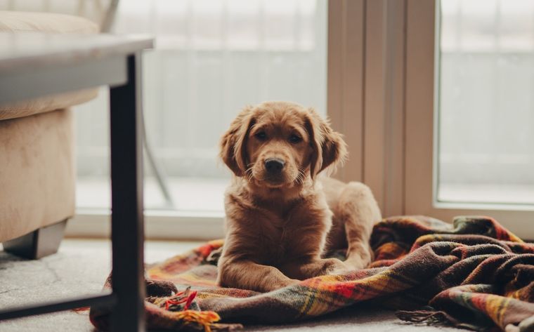 Mascotas Conoce algunos motivos que provocan que tu perro te acompañe al baño Foto: Pexels