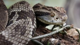 serpiente Un sueño inquietante. Foto: shutterstock.com
