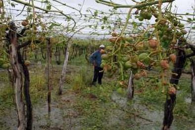 MDZol | Los daños afectaron a muchos productores.