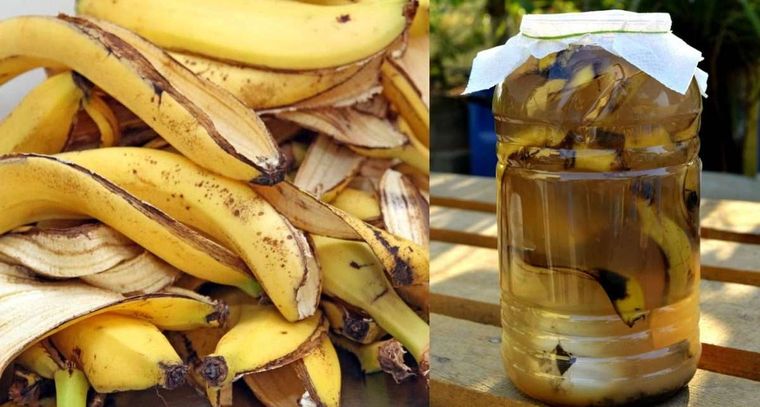Tres usos indispensables que se pueden realizar con las cáscaras de la banana para las plantas del jardín Tres usos indispensables que se pueden realizar con las cáscaras de la banana para las plantas del jardín