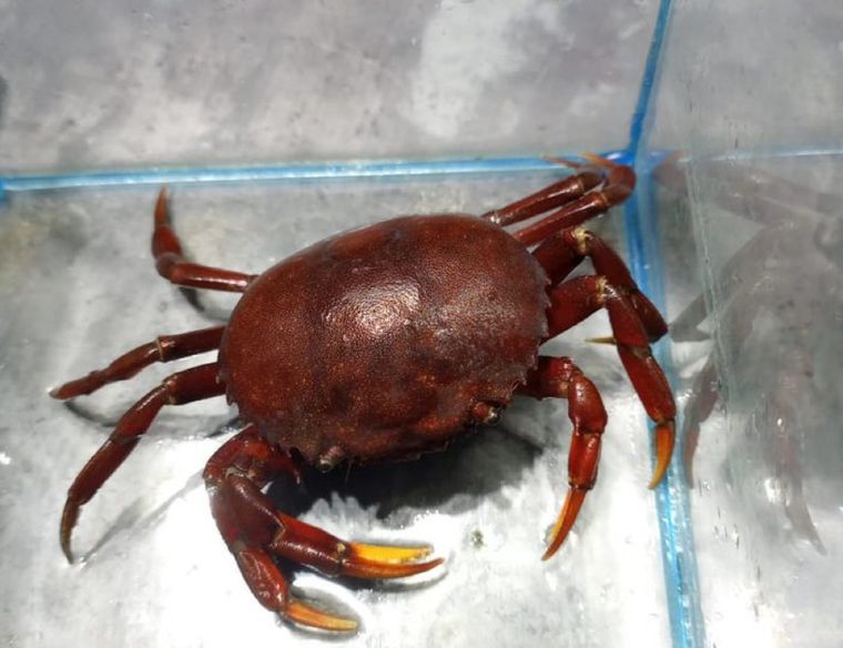 Cangre Burguer el día que lo recuperaron del tráfico ilegal. Cangre Burguer el día que lo recuperaron del tráfico ilegal.