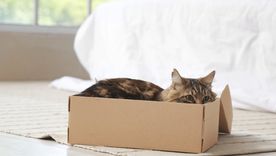 Las cajas funcionan como un escondite perfecto donde los gatos pueden observar sin ser vistos. Foto: Archivo Las cajas funcionan como un escondite perfecto donde los gatos pueden observar sin ser vistos. Foto: Archivo