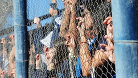 lo bueno y lo malo del clasico: fiesta en las tribunas, goleada azul y un lobo golpeado lo bueno y lo malo del clasico: fiesta en las tribunas, goleada azul y un lobo golpeado