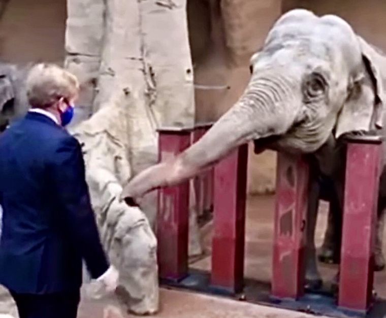 El rey y el elefante.