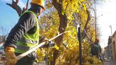 La calle Boedo estará cortada por trabajos de poda. La calle Boedo estará cortada por trabajos de poda.