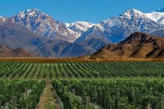 Viñedos de la Patagonia. Foto: Foto: lmneuquen.com