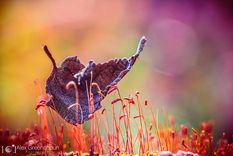 cada fotografia, un cuento de hadas de otono