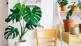 Monstera Es una planta que da vida al hogar Foto: Pexels