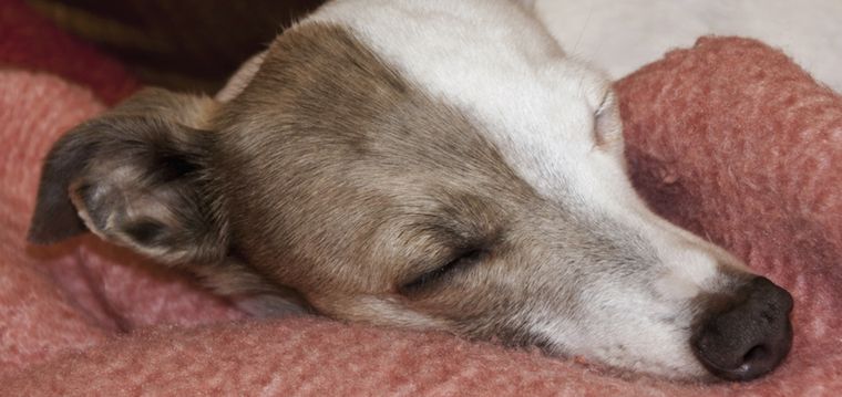 Estos perros aman la tranquilidad y el calor del sillón Foto: Shutterstock