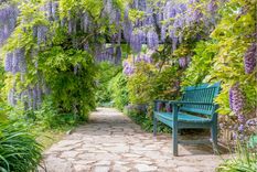 Jardín Cuidados de la glicina Foto: Shutterstock