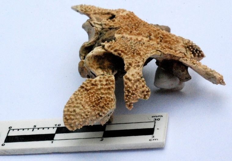 El resto fósil hallado pertenece a la prehistoria Foto: Télam