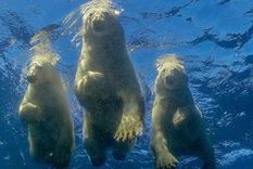 Detrás de esta foto hay una gran inversión de dinero y 15 años de espera. (Fuente: AMOS NACHOUM)