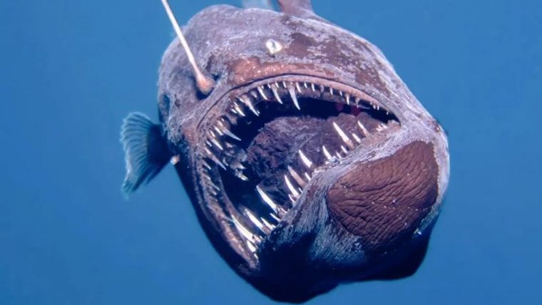 El pez diablo fue detectado cerca de la superficie Foto: archivo
