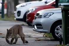 video: otro puma filmado por las calles de santiago de chile