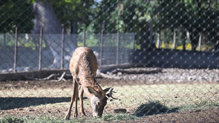 Los animales Los animales