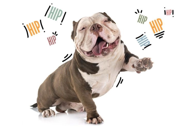 Perro Perro con Hipo Foto: GUAUNDCAT