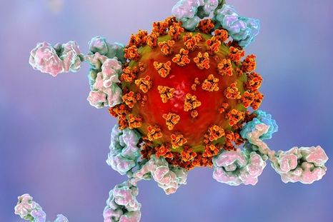 Los niveles de anticuerpos que protegen a una persona después de la infección de coronavirus disminuyen con bastante rapidez, según estudios. La ilustración muestra anticuerpos atacando al virus de la covid-19. Foto: SCIENCE PHOTO LIBRARY