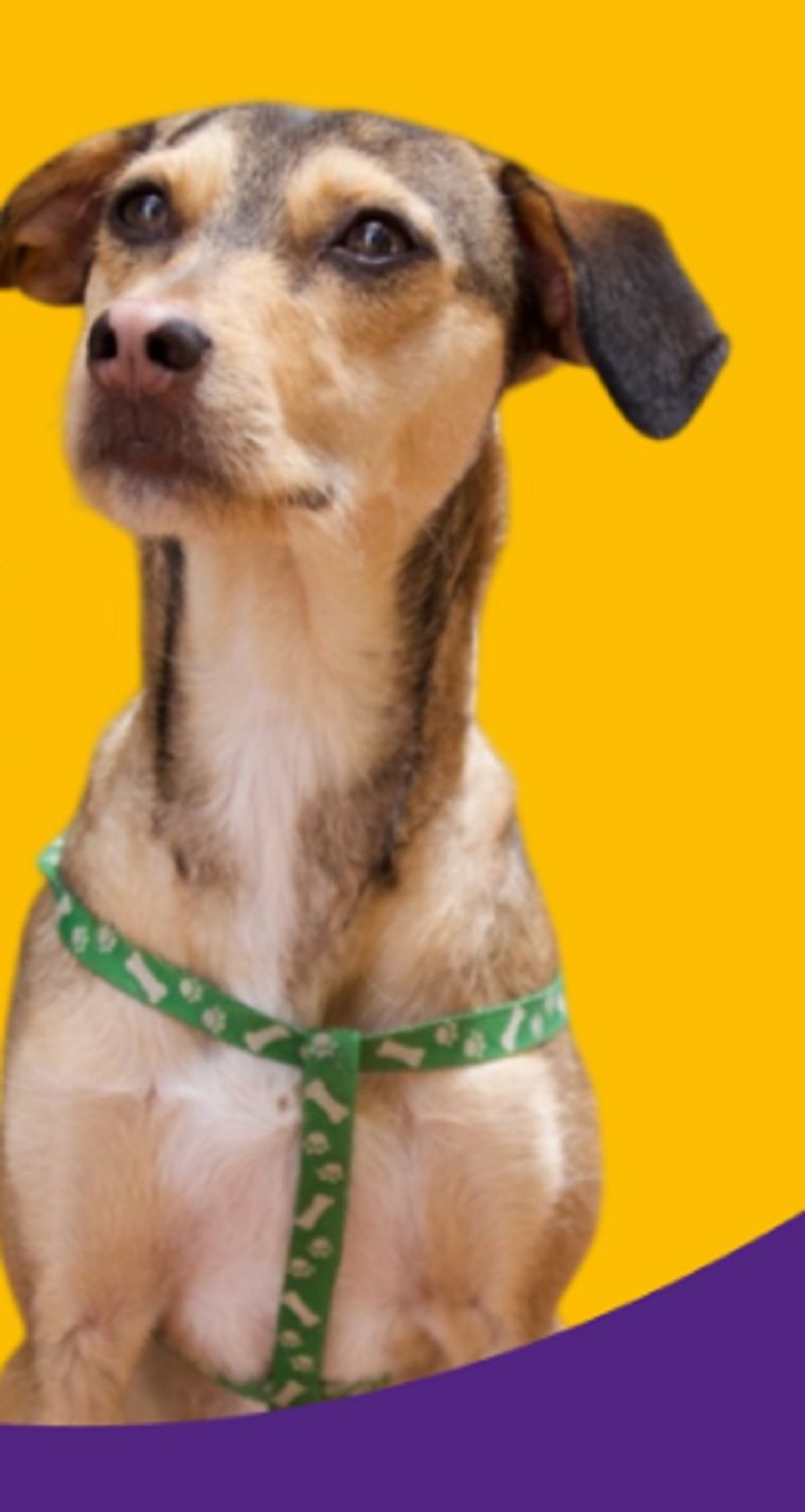 Rating Nuevo rico, nuevo pobre