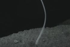 La T. magnifica tiene el tamaño y la forma de una pestaña humana Foto: JEAN-MARIE VOLLAND