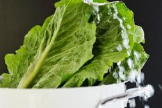 las plantas sienten cuando se las estan comiendo