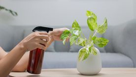 Este abono casero revive las plantas en poco tiempo Foto: Fuente: Shutterstock