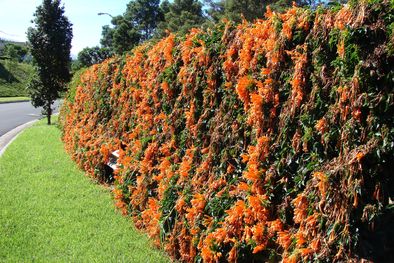 MDZol | El especialista dio tips para cuidar la Bignonia y la Santa Rita Foto: Jardines sin fronteras