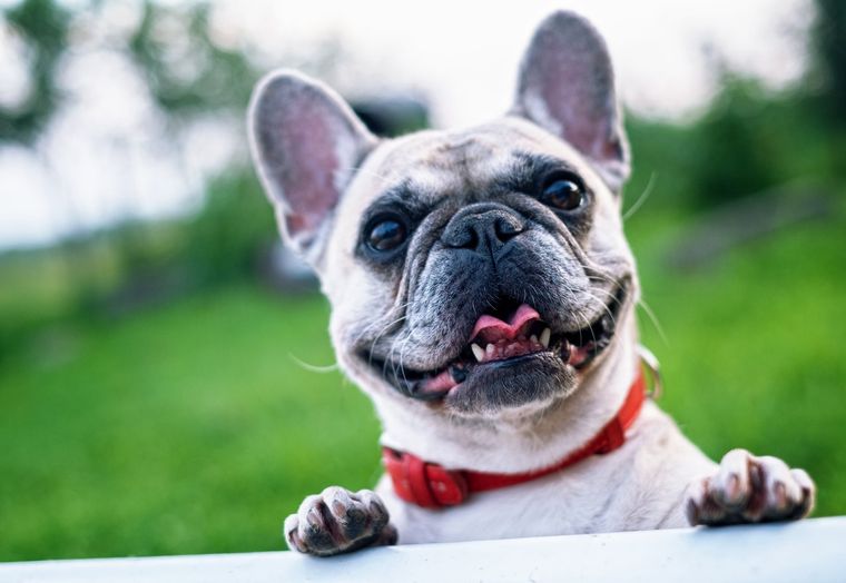 Mascotas Mantén estos cuidados con tus perros Foto: Pexels
