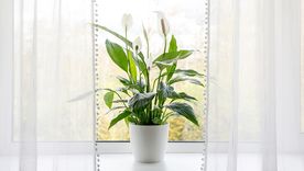 JARDÍN EL ESPATIFILO NO NECESITA MUCHA LUZ PARA MANTENERSE Foto: SHUTTERSTOCK JARDÍN EL ESPATIFILO NO NECESITA MUCHA LUZ PARA MANTENERSE Foto: SHUTTERSTOCK