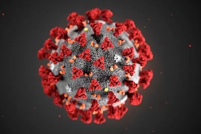 MDZol | Ilustración del SARS-CoV-2, el virus que causa covid-19. Las células T reconocen fragmentos de los aminoácidos que componen el virus. Foto: SCIENCE PHOTO LIBRARY