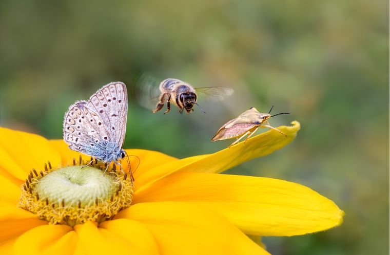 Jardín Insectos importantes para la naturaleza Foto: Shutterstock