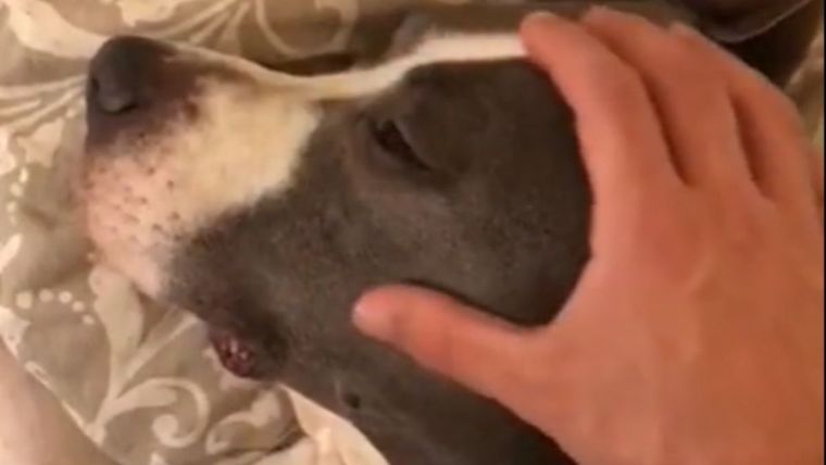 TikTok, video viral, perro