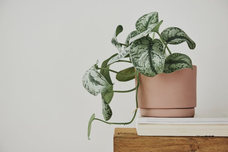 planta Las mejores plantas de interior. Foto: Fuente: Shutterstock