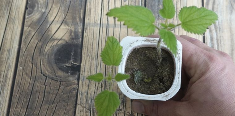 Una forma rápida y sencilla para ayudar a tus plantas a crecer Foto: Shutterstock