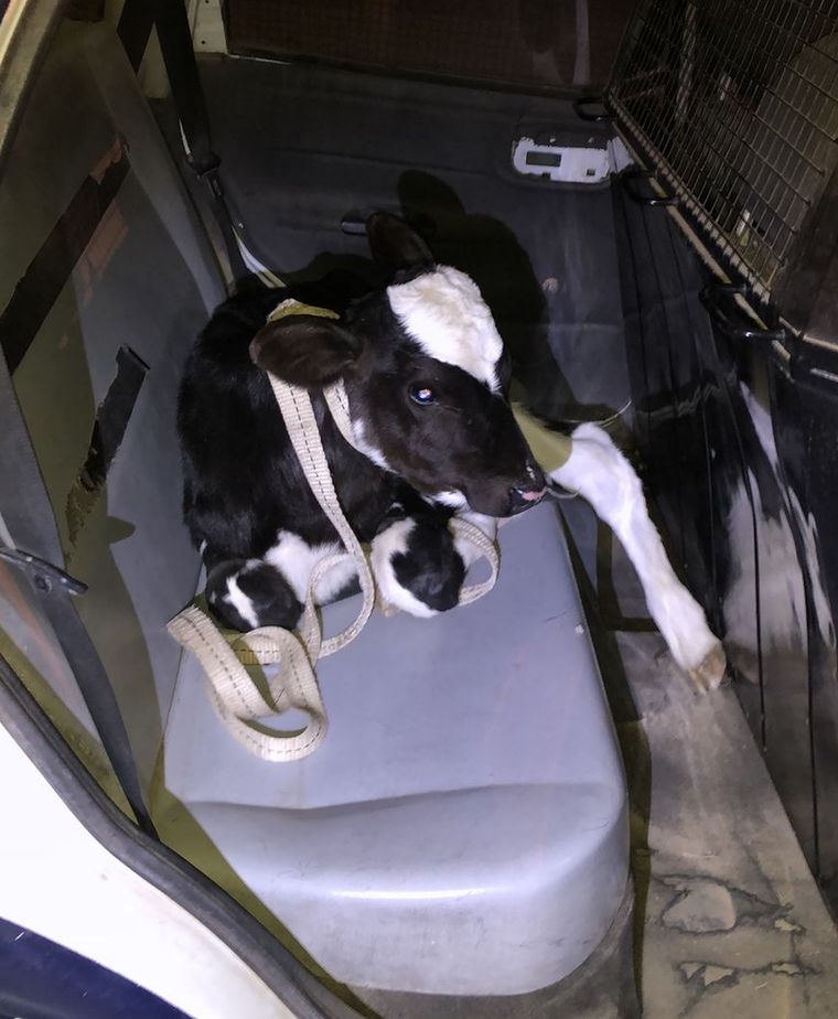 Uno de los pobres animales fue rescatado por la Policía